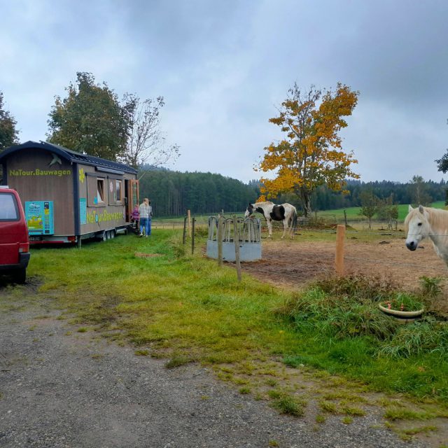 💩 Ein Elefant macht in die Stadt!
Bei strahlendem Herbstwetter lauschten am 9. Oktober viele kleine und große Zuhörer*innen am NaTour-Bauwagen in Kißlegg der Kinderbuch-Lesung „Ein Elefant macht in die Stadt“ von @elefantmachtindiestadt. 🌿
Mit viel Humor drehte sich alles um die Fragen:
💩 Was passiert eigentlich mit unseren Hinterlassenschaften?
🌱 Und welchen Nutzen können sie für die Natur haben?
Im Anschluss ging’s für die Kinder direkt ins echte Leben – auf Spurensuche rund um den angrenzenden Pferde-Misthaufen im Forum Sommersried. Begeistert wurde erforscht, wie viel Leben und Insektenvielfalt in Mist und Kacka tatsächlich steckt! 🐞- Zum Leidwesen des ein oder anderen Elternteiles, die das freudestrahlende nach mist - riechende Kind wieder mit nachhause nehmen musste.
#NaTourBauwagen #Kinderlesung #Kißlegg #Umweltbildung #Nachhaltigkeit #Kreislaufwirtschaft #Biodiversität #Naturentdecken #MistmachtLeben #NaturvielfaltRV #LernenmitSpaß