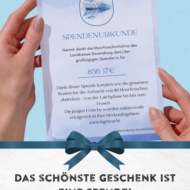 Auf der Suche nach einem Geschenk, das wirklich was bewegt?
Statt Dinge zu verschenken, die am Ende im Schrank landen, kannst du dieses Jahr einen Naturschutz möglich machen.
Mit einer Spende für den Moorfrosch im Landkreis Ravensburg unterstützt du den Erhalt von Mooren, Feuchtgebieten und Laichgewässern- Lebensräume die viele seltene Arten dringend brauchen. Dazu gehört auch der Moorfrosch.
10€ Spende versorgen einen
Moorfrosch in der Aufzuchtstation.🐸
Deine geschenkte Spende bewahrt Natur direkt vor der Haustür und zeigt der beschenkten Person: Hey, du bist mir wichtig, und unsere Umwelt auch.
Mehr Infos und Spendemöglichkeiten: moorfrosch.info
#spendenstattschenken #moorfrosch #mothernature #nachhaltigkeit #biodiversity