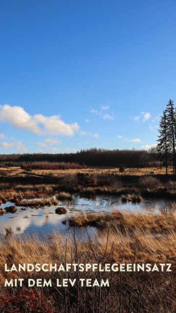 Letzten Freitag waren wir mit dem Team vom LEV am Häcklerweiher im Einsatz – einem wichtigen Rückzugsort des vom Aussterben bedrohten Moorfrosches. 🐸💚

Unser Ziel: Birken und Faulbäume zurückdrängen, um den Moorlebensraum zu erhalten. Warum? 🌱

Bäume entziehen dem Moor Wasser und lassen es austrocknen 💧
Sie verschatten die Flächen und verändern das Mikroklima ☀️➡️🌑
Offene, nasse Bereiche gehen verloren – genau die, die Moorfrösche und andere Spezialisten brauchen 🐸
Jeder Handgriff hilft, diesen einzigartigen Lebensraum zu schützen und Artenvielfalt zu bewahren. 🌿✨

#Moorfrosch #Naturschutz #Biodiversität #Landschaftspflege #Moor #LEVRavensburg #Artenschutz #Naturerlebnis #FrogLife #MooreErhalten