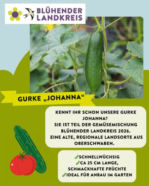 Gurke Johanna- jetzt enthalten in unserer neuen Gemüsemischung der Aktion Blühender Landkreis Ravensburg! Lust auf kostenloses Saatgut?
Dieses Jahr gibt es eine Neuerung: Unsere Saatgutmischungen werden nicht mehr verschickt, stattdessen erhaltet ihr sie bei spannenden Vorträgen im März und April. Standorte, Anmeldung und Informationen unter www.bluehender-landkreis.org/veranstaltungen

großzügiger Unterstützer der Blühkampagne @kreissparkasseravensburg 
Kooperationspartner @elobau_stiftung
Saatguthersteller @tatgut.de 

#saatgut #biodiversity #pflanzen #gurke #johanna #bluehenderlandkreis #biodiversitätsstrategie #allgaeu #oberschwaben #landschaftserhaltungsverband #elobaustiftung