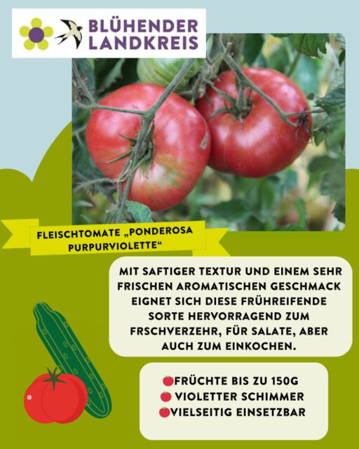 Fleischtomate „Ponderosa Purpurviolette“- jetzt enthalten in unserer neuen Gemüsemischung der Aktion Blühender Landkreis Ravensburg! Lust auf kostenloses Saatgut?
Dieses Jahr gibt es eine Neuerung: Unsere Saatgutmischungen werden nicht mehr verschickt, stattdessen erhaltet ihr sie bei spannenden Vorträgen im März und April. Standorte, Anmeldung und Informationen unter www.bluehender-landkreis.org/veranstaltungen

großzügiger Unterstützer der Blühkampagne @kreissparkasseravensburg
Kooperationspartner @elobau_stiftung
Saatguthersteller @tatgut.de

#saatgut #biodiversity #pflanzen #tomate #bluehenderlandkreis #biodiversitätsstrategie #allgaeu #oberschwaben #landschaftserhaltungsverband #elobaustiftung
Bearbeitet · 2 Tage
