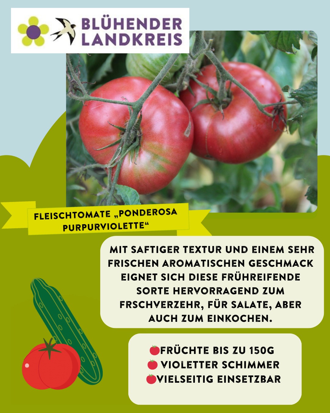 Fleischtomate „Ponderosa Purpurviolette“- jetzt enthalten in unserer neuen Gemüsemischung der Aktion Blühender Landkreis Ravensburg! Lust auf kostenloses Saatgut?
Dieses Jahr gibt es eine Neuerung: Unsere Saatgutmischungen werden nicht mehr verschickt, stattdessen erhaltet ihr sie bei spannenden Vorträgen im März und April. Standorte, Anmeldung und Informationen unter www.bluehender-landkreis.org/veranstaltungen

großzügiger Unterstützer der Blühkampagne @kreissparkasseravensburg
Kooperationspartner @elobau_stiftung
Saatguthersteller @tatgut.de

#saatgut #biodiversity #pflanzen #tomate #bluehenderlandkreis #biodiversitätsstrategie #allgaeu #oberschwaben #landschaftserhaltungsverband #elobaustiftung
Bearbeitet · 2 Tage
