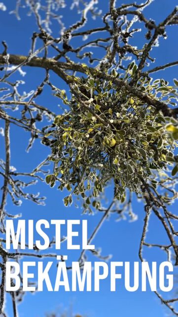 Misteln sehen vielleicht schön aus, sind aber Parasiten.
Vögel fressen die Beeren 🐦 und verteilen die Samen von Ast zu Ast.
So breiten sich Misteln weiter aus und schwächen die Bäume.
Folgen: weniger Wasseraufnahme, verringerte Kraft und langsames Wachstum .🌳
Daher ist es wichtig, Misteln frühzeitig zu entfernen, um die Gesundheit der Bäume zu erhalten. #biodiversitat #mistel #streuobst #obstbaum #baumpflege