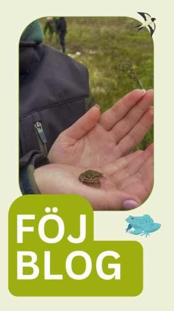 Du hast Lust auf ein Freiwilliges Ökologisches Jahr?
In unserem FÖJ Blog bekommst du Einblicke in den Alltag: Projekte, Einsätze draußen, Seminare und alles, was ein FÖJ mit sich bringt.🐸
Ein Jahr lang draußen arbeiten, Neues lernen, Verantwortung übernehmen und erleben, wie viel man wirklich bewegen kann- egal ob Umweltbildung oder Naturschutz.
#föj #freiwilligendienst #lev #biodiversity #naturvielfalt #ravensburg #allgaeu #oberschwaben