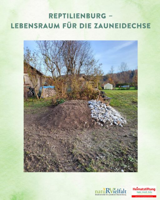 Ihr wolltet schon immer mal etwas für die Zauneidechse in eurem eigenen Garten machen? Baut ihr doch eine Reptilienburg! Auf den nächsten Slides erklären wir euch wie die Artenvielfalt in euren Garten einkehrt. Macht mit und schafft auch ihr kleine Rückzugsorte für Reptilien!🦎
Unterstützt durch die Heimatstiftung der @kreissparkasseravensburg haben wir ein solches Biodiversitätselement im Rahmen des Projektes Kleingärten wagen Wildnis beim Kleingartenverein Gartenfreunde Argenau in Wangen geschaffen.

#kleingarten #wildnis #kleingärtenwagenwildnis #biodiversität #zauneidechse #allgaeu #oberschwaben #artenvielfalt #landschaftserhaltungsverband #reptilienburg