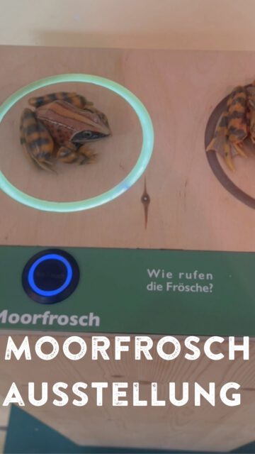 unsere Moorfroschausstellung steht jetzt bis Ende Juni im Raubtierhaus des zoologischen Stadtgartens in Karlsruhe- kommt vorbei! #zookarlsruhe #moorfrosch #biodiversität #karlsruhe #naturschutz