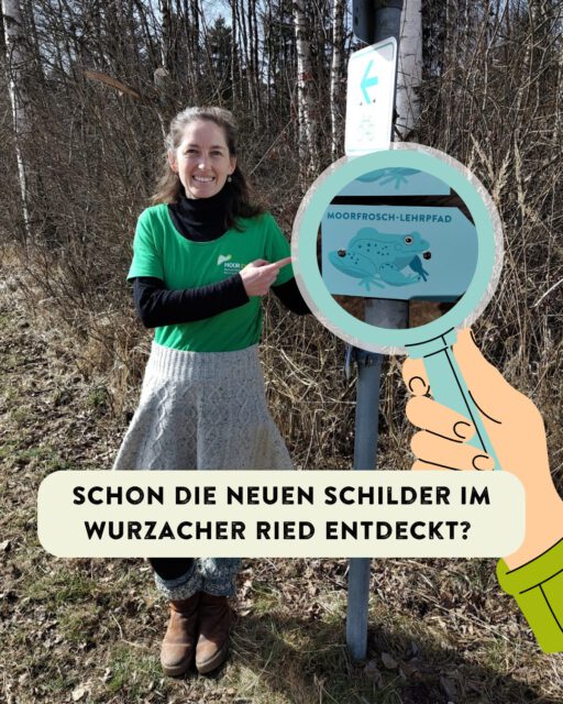 Schon die neuen Schilder im Wurzacher Ried @naz.wurzacher.ried entdeckt? 👀🐸

Hier entsteht gerade etwas Neues für Groß und Klein…

👉 Seid gespannt, was folgt!

#moorfrosch #wurzacherried #allgäu #oberschwaben #landschaftserhaltungsverband #natuRVielfalt #biodiversitätsstrategie #biodiversität #ravensburg