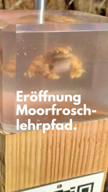 🐸🌿 Der digitale Moorfrosch-Lehrpfad im Wurzacher Ried 🌿🐸
Vergangenen Mittwoch war es soweit: Gemeinsam mit dem @naz.wurzacher.ried durften wir unser Kooperationsprojekt – den digitalen Moorfrosch-Lehrpfad – offiziell eröffnen. 🎉
Damit hat der @landkreis.ravensburg nun einen weiteren interaktiven Naturlehrpfad im Wurzacher Ried, der darauf wartet, von jungen Naturforscherinnen, Familien und Naturbegeisterten entdeckt zu werden. 🔍🌱
Die lebensechte Plastik des Moorfrosches stammt von @somsomodelle 
Entlang des Wanderwegenetzes im Wurzacher Ried erfahren Besucherinnen und Besucher an über 10 digitalen Stationen Spannendes über die Lebensweise des seltenen Moorfrosch, seinen Lebensraum und die Bedeutung des Moorschutzes – ganz störungsarm und mitten in der Natur. 📱✨
Das Projekt wurde durch die LEADER-Förderung @leader_wuertt_allgaeu_rewa ermöglicht und lädt dazu ein, das Moor auf neue Weise zu entdecken.
💡 Wer alle Stationen besucht, kann sogar ein Rätsel lösen – findet ihr das Lösungswort?
Kommt vorbei und taucht ein in die faszinierende Welt des Moorfrosches! 🌿🐸
#Moorfrosch #WurzacherRied #Hochmoor #Naturschutz #FrühlingImGrünen #NaturErleben #OutdoorLearning #Entdeckergeist #LEADERProjekt #NaturFürAlle