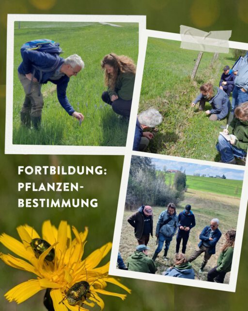Fortbildung Pflanzenbestimmung 🌸🌿

Heute ging es für unser LEV-Team raus auf die Wiesen des Allgäus – mit Bestimmungsbuch und ganz viel Neugier im Gepäck. Gemeinsam haben wir erkundet, was auf den extensiv genutzten Flächen alles blüht. 🔍

Dabei konnten wir viele spannende Arten entdecken und einige davon für euch festhalten 📸✨

Immer wieder faszinierend, wie vielfältig unsere Wiesen sind! 💚

#pflanzenbestimmung #biodiversität #landschaftserhaltungsverband #allgäu #ravensburg