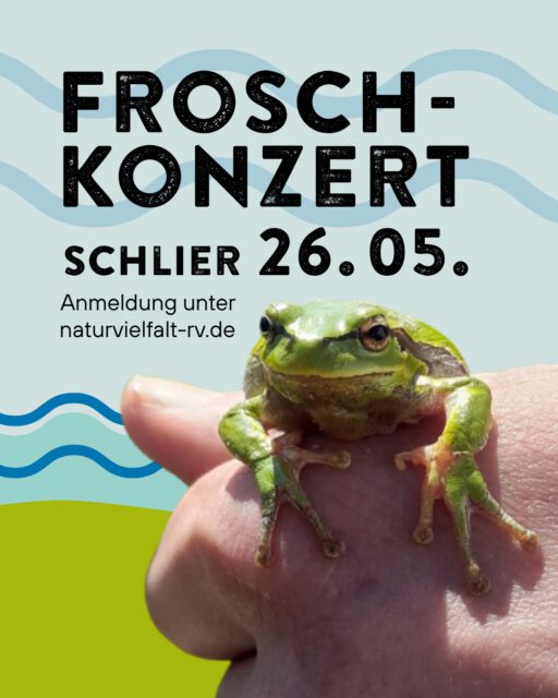 🐸✨ Die Nacht der Frösche ✨🐸
Kommt mit uns auf eine spannende Abendexkursion in Schlier und entdeckt die faszinierende Welt heimischer Amphibien. Gemeinsam mit dem @bund.ravensburg_weingarten lauschen wir dem nächtlichen Froschkonzert und erkunden ihre Lebensräume. 🌙🔦

📅 Dienstag, 26. Mai
🕕 20:30 Uhr
📍 Schlier (Treffpunkt nach Anmeldung per Mail)

👨‍👩‍👧 Familienveranstaltung – geeignet für Kinder ab 6 Jahren

💸 Kostenlos, Spenden für Naturschutzprojekte willkommen

📧 Jetzt anmelden (Link in Bio oder unter www.naturvielfalt-rv.de)

#froschkonzert #schlier #naturvielfalt #landschaftserhaltungsverband #biodiversität #ravensburg #allgäu #oberschwaben