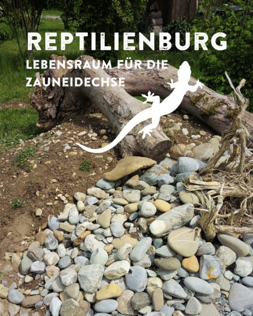 Kleingärten wagen Wildnis: Reptilienburg 🌿🦎

Mit Natursteinen, Totholz und offenen Hohlräumen wurden Sonnenplätze, Verstecke und Überwinterungsmöglichkeiten geschaffen. So trägt die Reptilienburg aktiv zur Förderung der Artenvielfalt im Kleingarten bei. 🎉

Dank der großzügigen Unterstützung der @kreissparkasseravensburg konnte dieses Projekt umgesetzt werden.