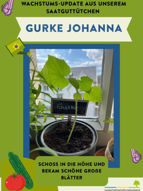 🌱 Wachstumsupdate 🌱

Die kleinen zierlichen Pflänzchen sind inzwischen sehr kräftig geworden. Wir freuen uns schon auf die ersten Gurken, Tomaten und Blüten🌼🍅🥒

Jetzt wird es höchste Zeit: In den nächsten Tagen ziehen die Pflanzen endlich nach draußen ins Hochbeet, wo sie weiterwachsen und hoffentlich eine reiche Ernte liefern können. ☀️

#landschaftserhaltungsverband #biodiversity #wachstumsupdate  #gemüsepflanzen