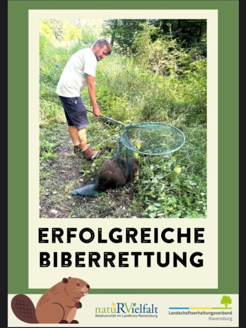 Dieser Biber saß in einem Fischzuchtbecken fest und kam aus eigener Kraft nicht mehr heraus. Zum Glück konnten wir ihn sicher aus dem Becken befreien und wieder in die Freiheit entlassen. 🦫
#Biberrettung #Biber #Biberschutz #Naturschutz #Wildtierschutz