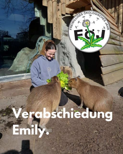 So schnell vergeht ein Jahr! 🥹

Liebe Emily, wir wünschen dir alles Gute für deinen weiteren Weg! 🌿 Wir hoffen, du hattest eine tolle Zeit bei uns und konntest viele besondere Erlebnisse und Erinnerungen aus deinem Freiwilligen Jahr mitnehmen.

Danke für dein Engagement und die schöne gemeinsame Zeit 🐸

PS: Für die Aufmerksamen unter euch: Nein, die Capybaras auf dem Bild sind natürlich nicht heimisch. 😄 Wir durften nur bei der Fütterung der Tiere helfen, als dort unsere Moorfrosch-Ausstellung zu Gast war.

#FreiwilligesJahr #FÖJ #Naturschutz #Biodiversität #Moorfrosch #Naturvielfalt #LandkreisRavensburg