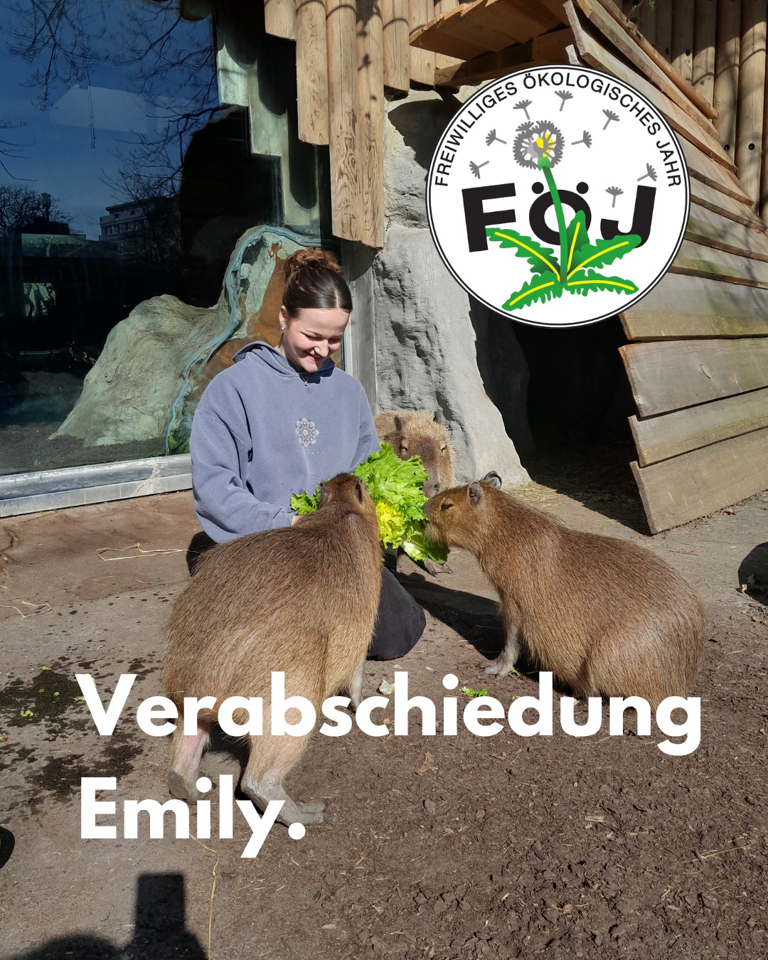 So schnell vergeht ein Jahr! 🥹

Liebe Emily, wir wünschen dir alles Gute für deinen weiteren Weg! 🌿 Wir hoffen, du hattest eine tolle Zeit bei uns und konntest viele besondere Erlebnisse und Erinnerungen aus deinem Freiwilligen Jahr mitnehmen.

Danke für dein Engagement und die schöne gemeinsame Zeit 🐸

PS: Für die Aufmerksamen unter euch: Nein, die Capybaras auf dem Bild sind natürlich nicht heimisch. 😄 Wir durften nur bei der Fütterung der Tiere helfen, als dort unsere Moorfrosch-Ausstellung zu Gast war.

#FreiwilligesJahr #FÖJ #Naturschutz #Biodiversität #Moorfrosch #Naturvielfalt #LandkreisRavensburg