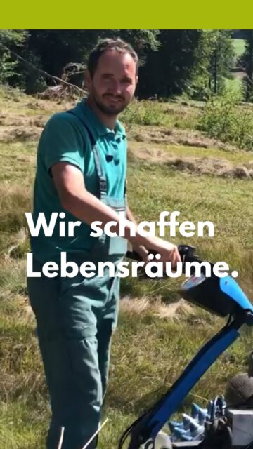 WIR schaffen LEBENSRÄUME! 🌿
Landschaftspflege bedeutet manchmal: anpacken, mähen, zusammenrechen und Mähgut abführen. Denn nur durch die regelmäßige Pflege bleiben wertvolle, offene Lebensräume erhalten.
Unser Landschaftspfleger Peter Zängerle zeigt, wie wichtig dabei auch die Arbeit mit dem Bandrechen ist: Das Mähgut wird zum Trocknen in Schwaden gelegt und anschließend von der Fläche entfernt. So bleiben die nährstoffarmen Bedingungen im Hangquellmoor erhalten – und lichtliebende, seltene Arten wie Sumpf-Herzblatt, Teufelsabbiss, Weidenblättriger Alant und Schwalbenwurz-Enzian finden weiterhin ihren Lebensraum.
Peter schafft LEBENSRÄUME – jeden Tag, direkt vor Ort.
#WIRschaffenLebensräume #Landschaftserhaltungsverband #LEV #LEVFamilie #LEVBaWü #BadenWürttemberg #Landschaftspflege #Naturschutz #Biodiversität #Artenvielfalt #Lebensräume #Vertragsnaturschutz #Landwirtschaft #Moorfrosch #RundblättrigerSonnentau #Landschaftspflegeverbände #NaturvielfaltRavensburg