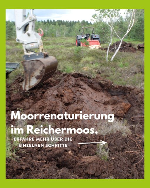 💧 Moorvernässung im Reichermoos 🌿

Durch die Anhebung des Wasserstandes soll im Gebiet langfristig ein Torfmooswachstum angeregt werden. Vitale Torfmoose und Moore speichern die ca. 5-fache Menge an Kohlenstoff im Vergleich zu Wäldern und tragen so einen wichtigen Beitrag zum Klimaschutz bei.
Auf den nächsten Slides zeigen wir euch wie genau wir das gemacht haben!

Der Zweckverband „Moorgewinnung Reicher Moos“ setzte die Rekultivierungsmaßnahmen im Reichermoos um. Der Landschaftserhaltungsverband Ravensburg begleitete die Umsetzungsmaßnahme hierbei fachlich.

#LEV #Landschaftserhaltungsverband #Ravensburg #Reichermoos #Moor #Moorvernässung #Moorschutz #Klimaschutz #Biodiversität #Naturschutz #Oberschwaben #Lebensräume #Artenvielfalt #uws