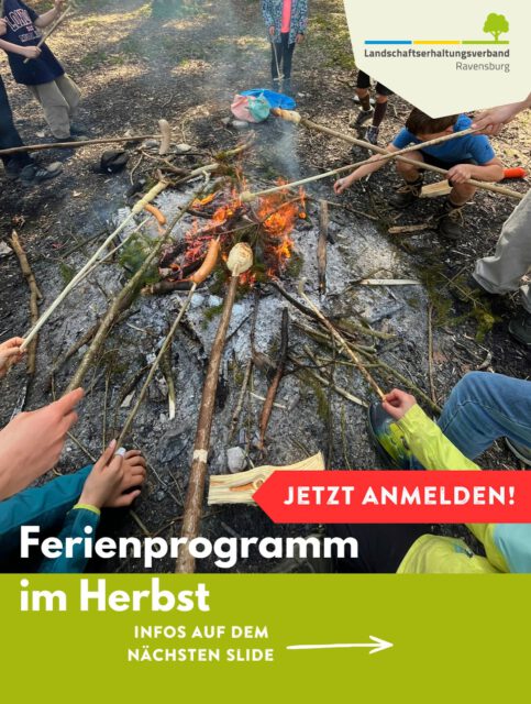 🍂 Ferienprogramm Herbst: Naturentdeckerwoche in Weingarten! 🔎🌿
 
In den Herbstferien wird der NaTour.Bauwagen zum Ausgangspunkt für eine Woche voller Naturabenteuer. Gemeinsam entdecken wir, was draußen so alles los ist: Wir erforschen Wiese, Wald und Gewässer, gehen auf Spurensuche, experimentieren, schnitzen, sammeln und lernen jede Menge spannende Tiere und Pflanzen kennen.
 
Und natürlich darf auch ein bisschen Feuer nicht fehlen: Bei unserem Feuertag wird geschnitzt, Stockbrot gemacht und Wildkräuterbutter selbst hergestellt. 🔥🌿
 
Eine Woche für kleine Naturforscher, Entdecker und alle, die gerne draußen unterwegs sind!
 
Anmeldung unter www.natourbauwagen.de/ferienprogramme
 
Der NaTour.Bauwagen ist ein Projekt der Biodiversitätsstrategie des Landkreises Ravensburg mit Unterstützung der Stiftung Naturschutzfonds Baden-Württemberg gefördert aus zweckgebundenen Erträgen der Glücksspirale, sowie der @elobau_stiftung und der @buergerstiftungkreisrv