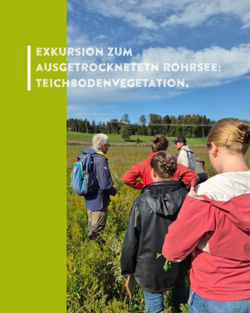 Was passiert, wenn ein See ganz austrocknet? Auf einer Exkursion hat sich das LEV-Team die Vegetation im Rohrsee mal genauer angeschaut... 🌿💦

Der Rohrsee bei Bad Wurzach wird fast ausschließlich von Grundwasser gespeist. Aufgrund der Trockenheit kommt es immer häufiger vor, dass der etwa 70 ha große See austrocknet - wie auch in diesem Jahr.
Dadurch kommt eine einzigartige Vegetation zum Vorschein. Mehrere Jahre können die Samen im Teichschlamm überdauern, und bei fehlendem Wasser dann keimen. Wir haben viele spannende Arten gefunden, zum Beispiel den Strahligen Zweizahn (Bidens radiatus), die Zypergras-Segge (Carex bohemica), den Großen Wasserfenchel (Oenanthe aquatica) oder den Gift-Hahnenfuß (Ranunculus scleratus).
