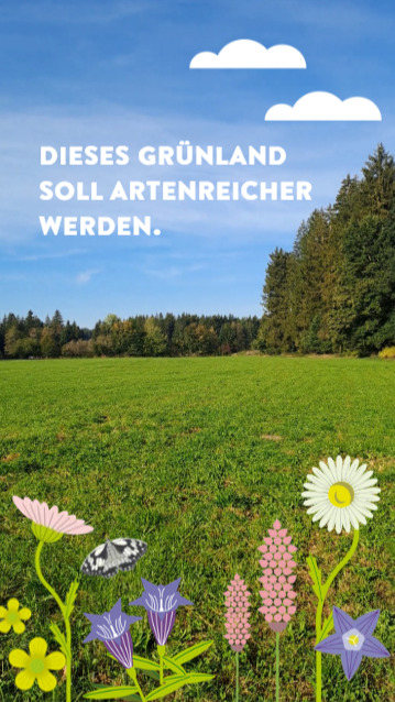 Kann aus einem artenarmen Grünland eine Flachland-Mähwiese werden? 

Aber klar! Eine bewährte Methode ist die Streifeneinsaat. 
Die meisten Pflanzen brauchen offenen Boden, um keimen zu können. Dafür haben wir auf dem Grünland einen Streifen mit der Umkehrfräse bearbeitet. 
Das ausgebrachte Saatgut ist auf einer artenreichen Mähwiese im Landkreis geerntet worden. Nach dem Anwalzen haben die Samen nun die optimalen Bedingungen zum Keimen und können sich auf der Wiese etablieren. 
Nächstes Jahr werden die Samen durch das Mähen auf der gesamten Fläche verteilt. 
In ein paar Jahren finden wir hier hoffentlich viele verschiedene Pflanzen- und Tierarten! 🦋🌼🐝

#landschaftserhaltungsverband #levravensburg #landkreisravensburg #oberschwaben #artenvielfalt #naturvielfalt #biodiversität #fräsen #saatgut