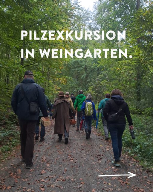 Die beliebte Pilzexkursion des LEV mit Pilzexperten Rudolf Bindig hat am Wochenende in Weingarten stattgefunden. 🍄🟫🍄
Bei einem Waldspaziergang wurden verschiedene Pilzfunde besprochen, Verwechslungsgefahren aufgezeigt und Fragen beantwortet. Trotz Regen waren alle Teilnehmer sehr interessiert dabei, und haben den ein oder anderen Pilz fürs Abendessen gefunden...
Falls Ihr euch nach Eurem Pilz-Spaziergang nicht so ganz sicher seid, welche der Pilze essbar sind, und welche nicht, nutzt die kostenlose Pilzberatung des Landkreis Ravensburg, immer montags von 16 bis 17.30 Uhr im Rathaus (Marienplatz 26).