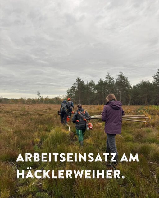 Wie jedes Jahr im Herbst fand wieder unser Arbeitseinsatz am Häcklerweiher bei Blitzenreute statt. 🌾🪚

Das LEV-Team war fast vollständig vor Ort, um den Aufwuchs von Faulbaum und Schilf einzudämmen. Mit dem Freischneider und der Heugabel machten wir uns fleißig an die Arbeit, um das Zwischenmoor und den besonderen Sommerlebensraum des Moorfroschs zu erhalten. 
Natürlich durfte auch eine Pause mit warmen Getränken und belegten Wecken nicht fehlen. 

Vielen Dank an alle Helfer, denn gemeinsam schaffen wir Lebensräume!

#landschaftserhaltungsverband #landkreisravensburg #landschaftspflege #artenvielfalt #biodiversität #teamwork #wirschaffenlebensräume
