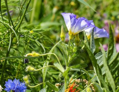 flower-meadow-1657016_1920-e1513097428684 Beispielbild 2
